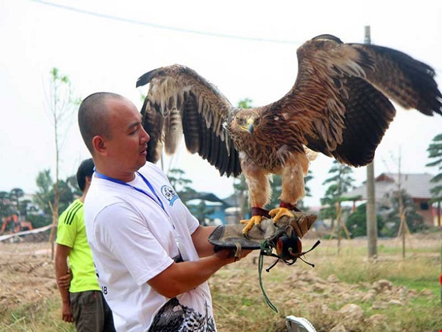 Kỹ Thuật Nuôi Chim Đại Bàng Mang Lại Lợi Nhuận Lớn