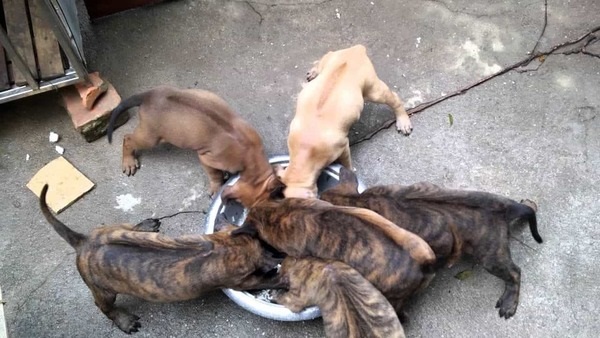 Kỹ Thuật Nuôi Chó Phú Quốc Khỏe Mạnh Cho Người Mới Nuôi