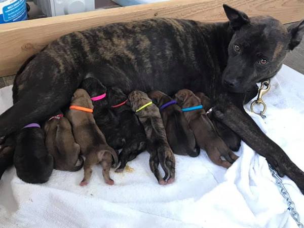 Cách nuôi chó Phú Quốc con không khó, chỉ cần cho chúng bú sữa mẹ để có sức đề kháng