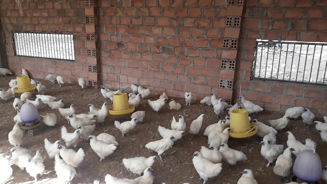 Hướng Dẫn Kỹ Thuật Nuôi Gà Ác Thả Vườn