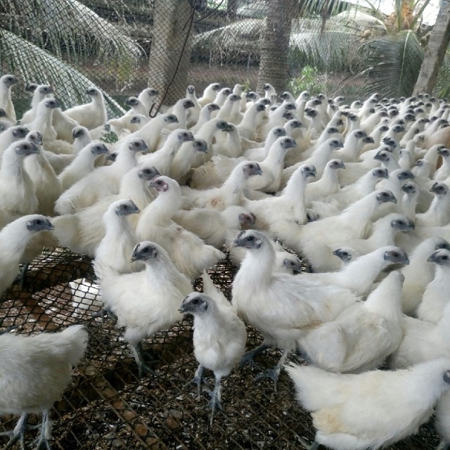 Vườn và chuồng nuôi gà ác cần được vệ sinh sạch sẽ, thường xuyên