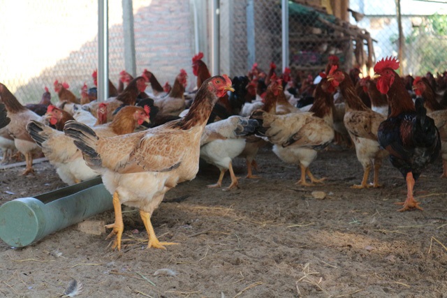 Yếu tố ngoại hình quyết định đến việc chọn giống gà đẻ tốt