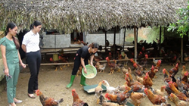 Thức ăn của gà mía chủ yếu là thức ăn công nghiệp, giun, rau xanh