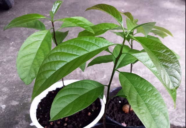 Giống cây bơ cần được tuyển chọn kỹ lưỡng tại những vườn ươm uy tín