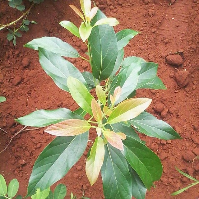 Đất trồng bơ cần được chuẩn bị kỹ 1 tháng trước ngày đặt cây giống xuống