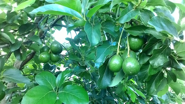 Chia Sẻ Kỹ Thuật Trồng Cây Bơ Cho Năng Suất Cao