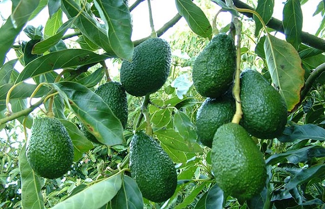 Chia Sẻ Kỹ Thuật Trồng Cây Bơ Khỏe - Ít Bệnh - Nhiều Trái