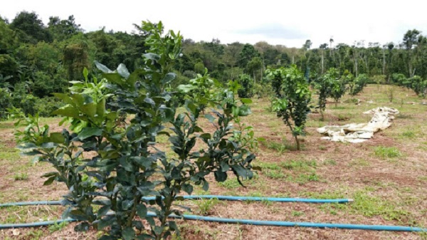 Quy trình tưới nước cho cây bưởi cần được thực hiện nghiêm ngặt