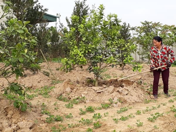 Bón phân đúng phương pháp sẽ giúp cây bưởi hấp thụ được nhiều dưỡng chất