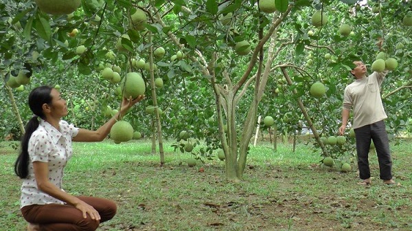 Chia Sẻ Kỹ Thuật Trồng Cây Bưởi Mang Lại Năng Suất Cao