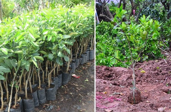 Ban đầu bạn cần lựa chọn được giống bưởi chuẩn  tại những vườn ươm uy tín