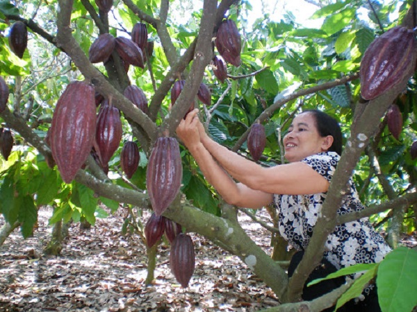 Chia Sẻ Kỹ Thuật Trồng Cây Ca Cao Từ Chuyên Gia