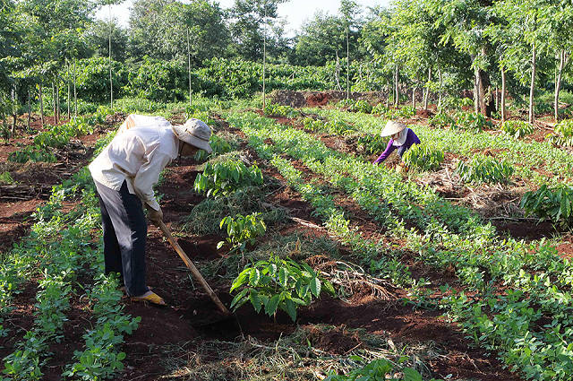 Sau khi bón lót bà con tiếp tục đặt cây cà phê xuống hố và lấp đất lên
