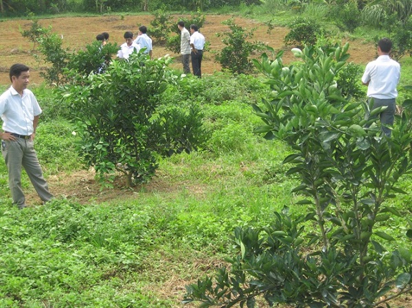 Cây cam nếu có quá nhiều cành thì cần được tỉa bớt đi để tao độ thông thoáng giúp cây phát triển tốt nhất