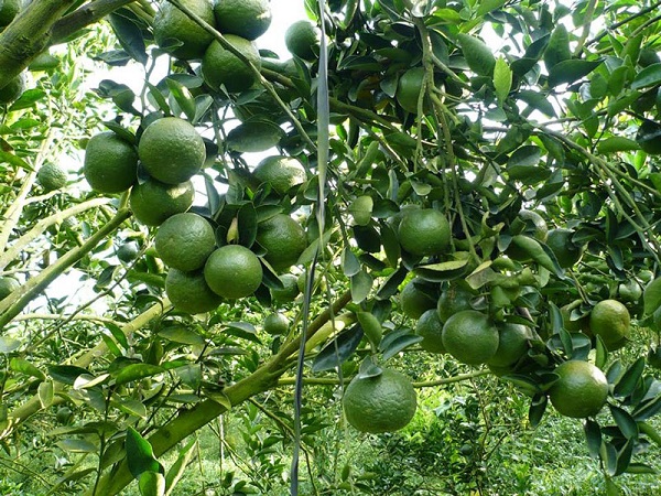 Kỹ Thuật Trồng Cây Cam Đến Từ Các Chuyên Gia