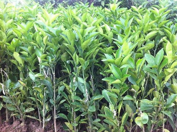 Cây giống bạn có thể tìm mua sẵn ở các vựa giống để tiết kiệm thời gian và công sức