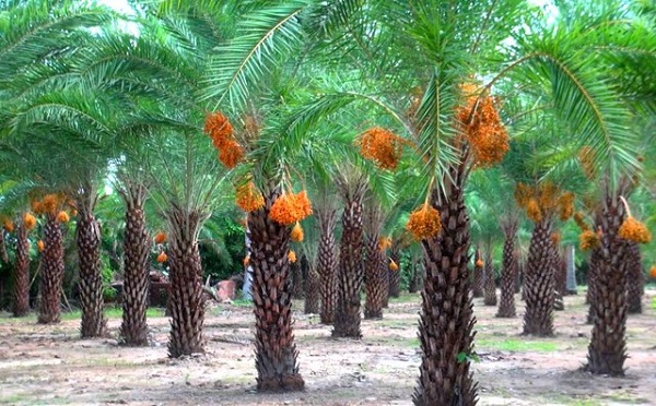 Kỹ Thuật Trồng Cây Chà Là Cho Người Chưa Có Kinh Nghiệm