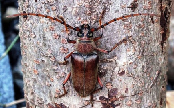 Xén Tóc là loại côn trùng chuyên đục cành cây chanh