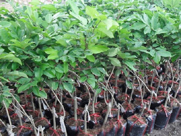 Thông thường với mỗi hecta đất sẽ trồng được khoảng 250 cây chôm chôm