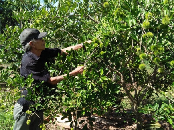 Kỹ Thuật Trồng Cây Chôm Chôm Cho Trái Nhiều