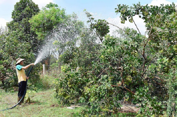 Việc chăm sóc quyết định phần lớn đến khả năng ra hoa của cây chôm chôm