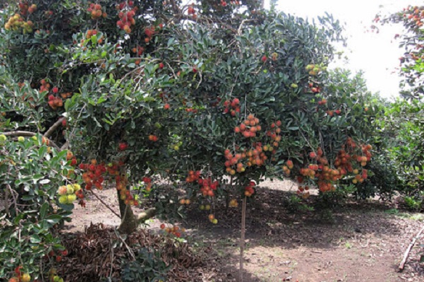 Kỹ Thuật Trồng Cây Chôm Chôm Năng Suất Cao