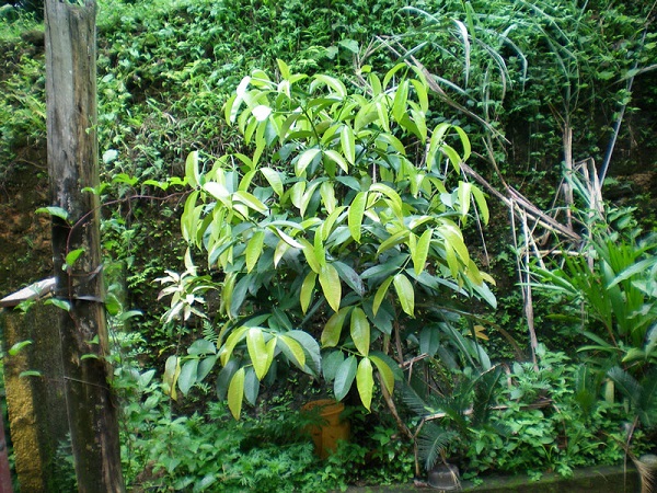 Khi măng cụt còn là cây con cần cung cấp chủ yếu là phân bón NPK