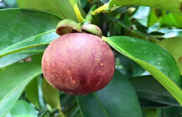 Cùng Tham Khảo Kỹ Thuật Trồng Cây Măng Cụt Cho Sai Quả