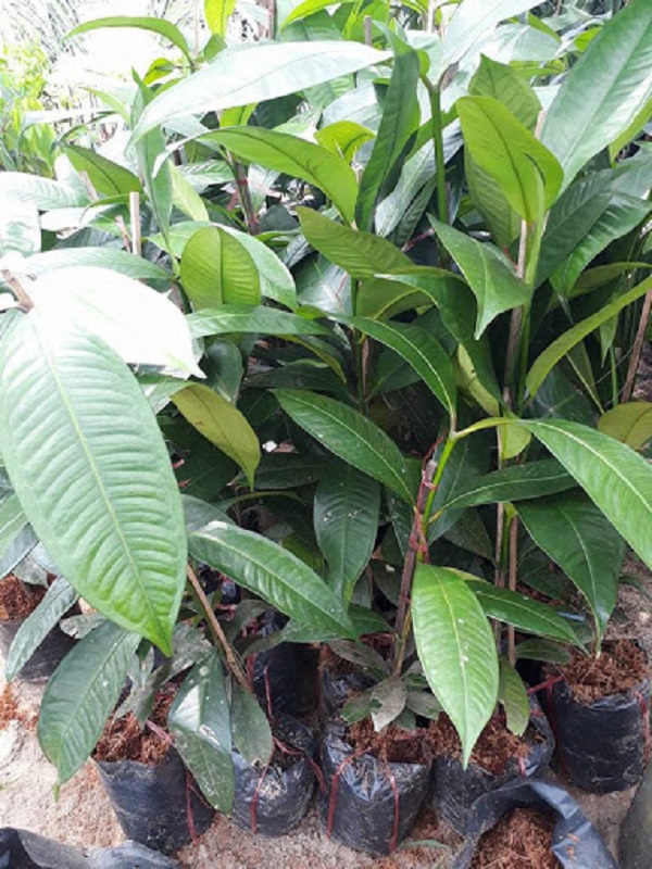 Giống cây măng cụt nên mua tại những vườn ươm uy tín để đảm bảo chất lượng