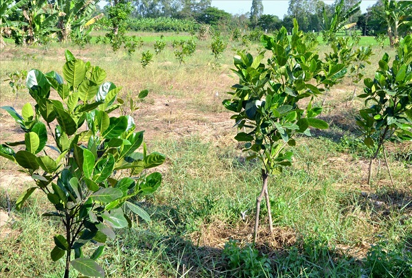 Chia Sẻ Kỹ Thuật Trồng Cây Mít Đạt Hiệu Quả Cao