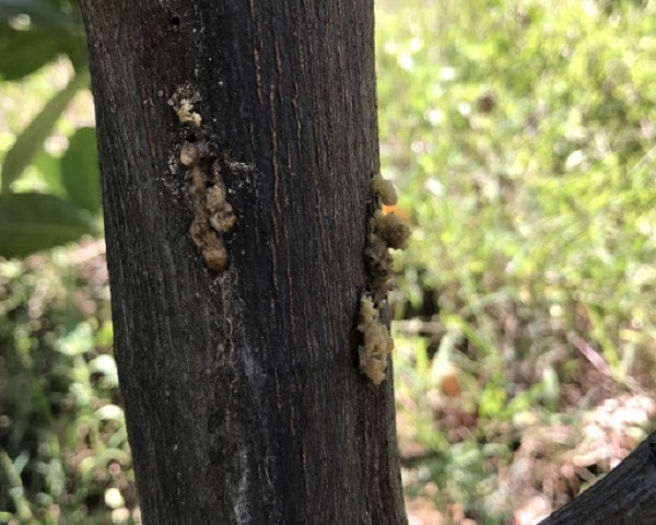 Cây mít rất dễ mắc phải bệnh sâu đục thân gây ảnh hưởng đến khả năng sinh trưởng