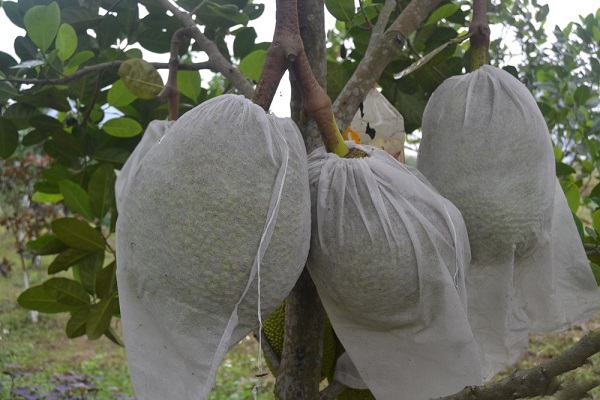 Chia Sẻ Kỹ Thuật Trồng Cây Mít Mang Đến Năng Suất Cao