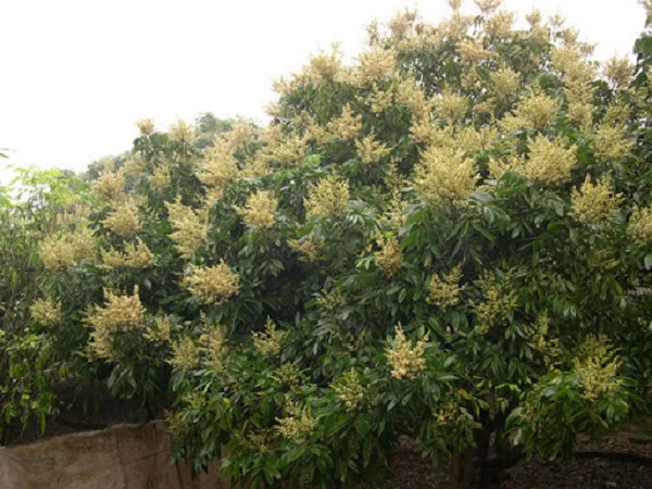 Việc bón phân giúp cung cấp dinh dưỡng để cây nhãn sinh trưởng tốt, ra hoa và đậu trái nhiều