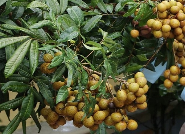 Kỹ Thuật Trồng Cây Nhãn Mang Lại Năng Suất Cao Ổn Định Nhất