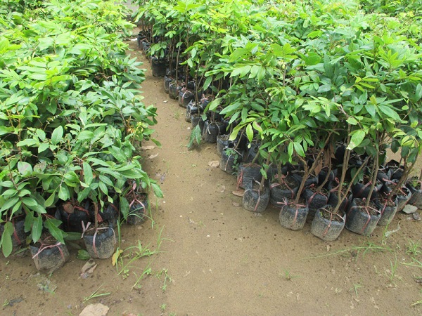Bà con nông dân nên chú ý đến việc lựa chọn cây nhãn giống tại vườn ươm uy tín