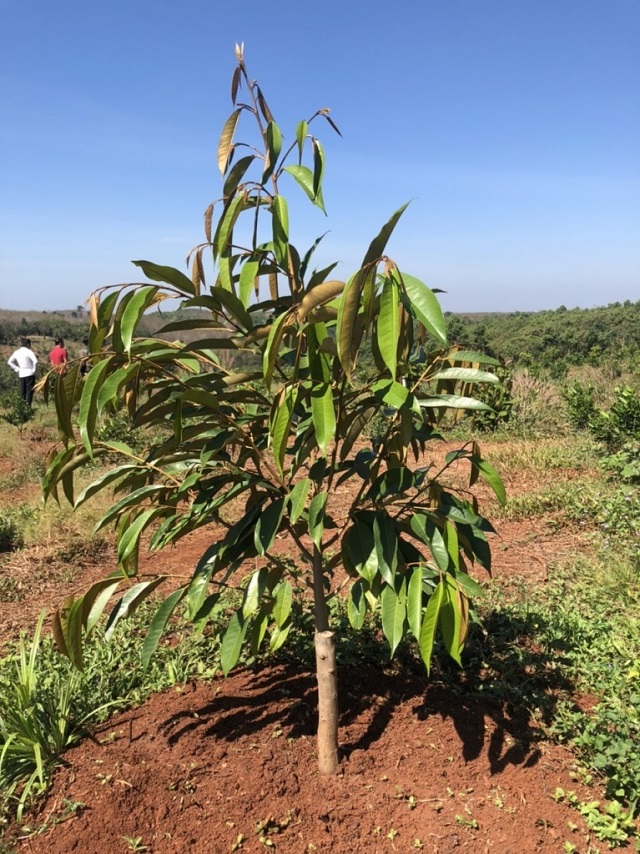 Hướng Dẫn Chi Tiết Kỹ Thuật Trồng Cây Sầu Riêng