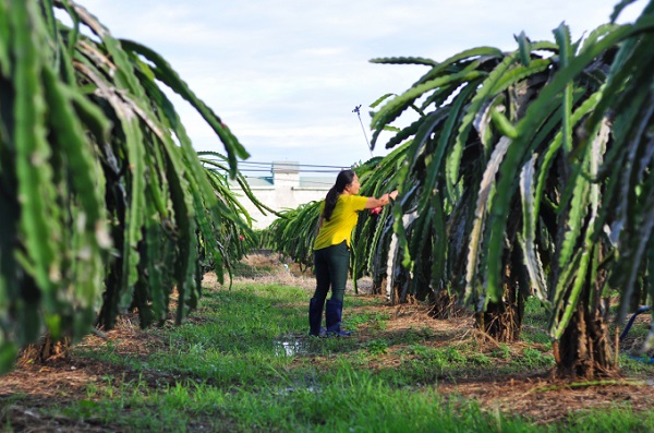 Việc lựa chọn trụ bê tông cho Thanh long leo quyết định đến khả năng sinh trưởng của chúng