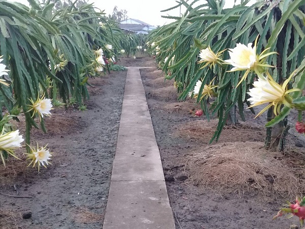 Chia Sẻ Kỹ Thuật Trồng Thanh Long Đem Đến Vụ Mùa Bội Thu