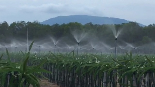 Thanh long là loại cây ăn trái có khả năng chịu hạn rất tốt tuy nhiên bà con vẫn cần cung cấp độ ẩm cần thiết để cây sinh trưởng tốt