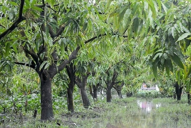 Trong 1 - 3 năm đầu khi trồng cây xoài bà con cầng chú ý cung cấp đầy đủ nước và chất dinh dưỡng