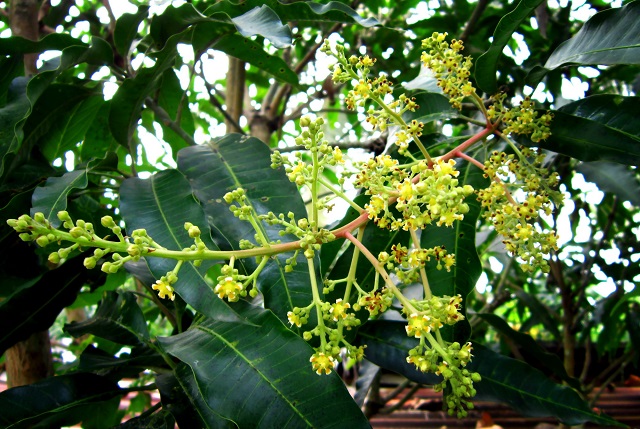 Cây xoài ra hoa sớm sẽ cho năng suất không cao nên cần có biện pháp xử lý