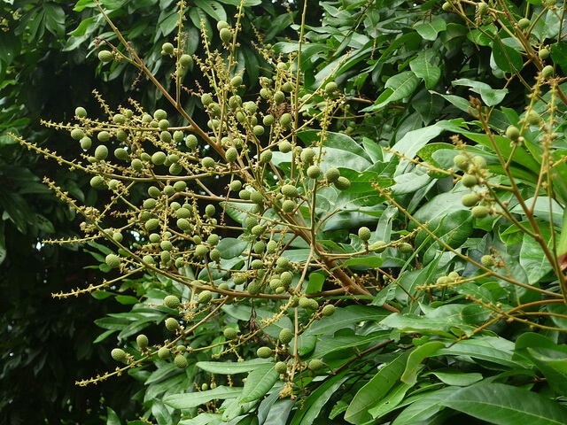 Kỹ Thuật Trồng Cây Xoài Hiệu Quả Được Áp Dụng Nhiều Nhất