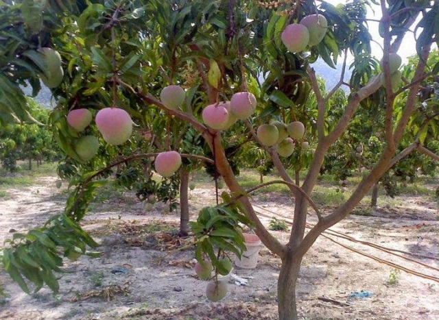 Trái xoài có vỏ hồng sáng và cầm chắc tay thì tức là đã già và có thể thu hoạch được