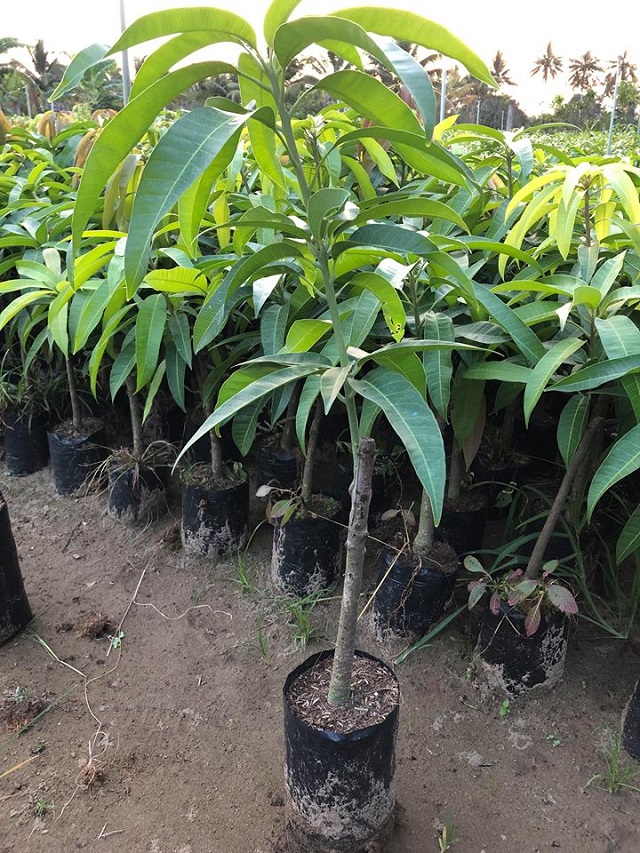 Kỹ Thuật Trồng Cây Xoài Đạt Tiêu Chuẩn Cho Năng Suất Cao