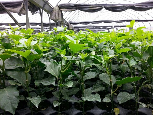 Vì chanh dây là loại cây leo nên chắc chắn khi trồng phải có giàn