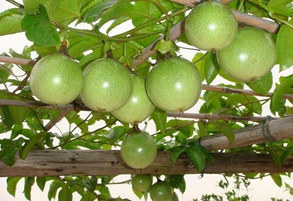 Mách Bà Con Kỹ Thuật Trồng Chanh Dây Năng Suất Cao