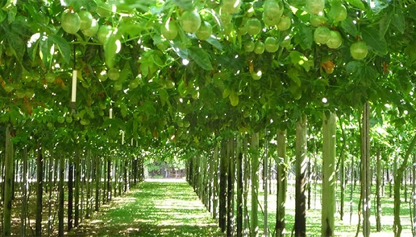 Bà con nông dân nên định kỳ kiểm tra và có phương pháp phòng trừ sâu bệnh hiệu quả