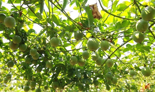 Mách Bà Con Kỹ Thuật Trồng Chanh Dây Cho Sản Lượng Cao