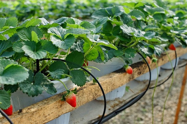 Nơi trồng cây dâu tây cần đảm bảo độ thoáng gió, nhiều ánh sáng