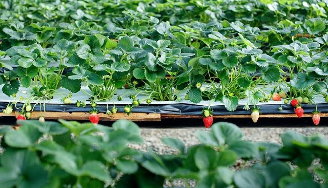 Đơn Giản Hóa Kỹ Thuật Trồng Dâu Tây Cho Năng Suất Cao